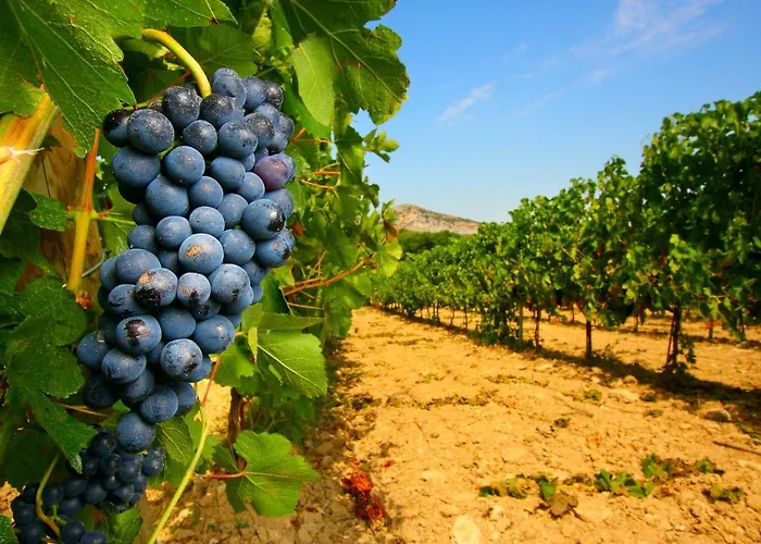 Vigne Al Vento