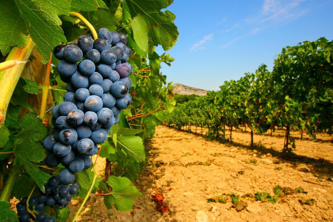 Vigne Al Vento Holiday home